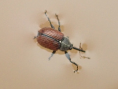 Anthonomus phyllocola