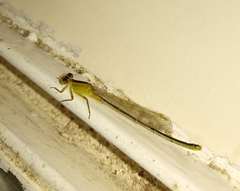 Ischnura fluviatilis