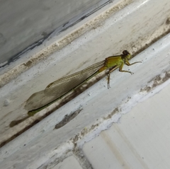 Ischnura fluviatilis