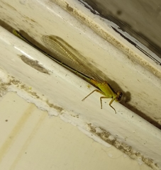 Ischnura fluviatilis