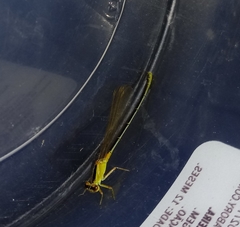 Ischnura fluviatilis