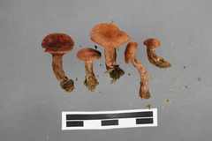 Lactarius umerensis