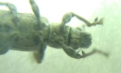 Curculionidae