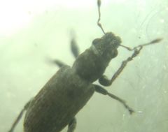 Curculionidae