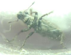 Curculionidae