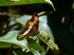 Adelpha melona