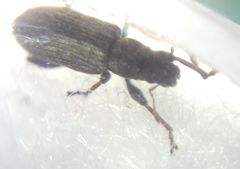 Curculionidae