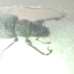 Curculionidae