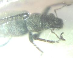 Curculionidae