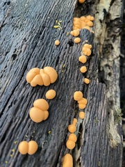 Lycogala epidendrum terrestre