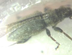 Curculionidae