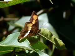 Adelpha melona