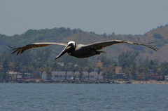 Pelecanus occidentalis