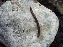 Orthoporus