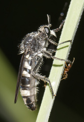 Scylaticus