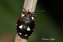 Chinavia erythrocnemis