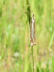 Crambus pascuella