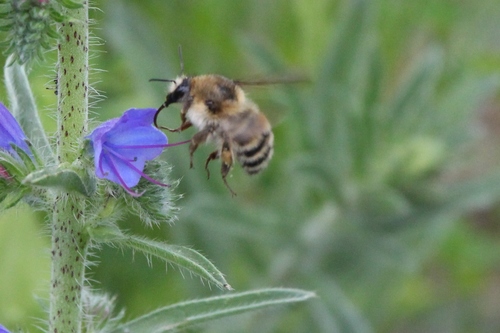 Brown-banded Carder-Bumble bee photo 4