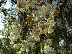 Dombeya rotundifolia