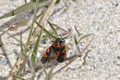 Eurydema spectabilis