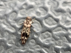 Agrilus lecontei celticola