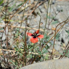 Papaver arenarium