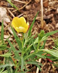 Menodora heterophylla