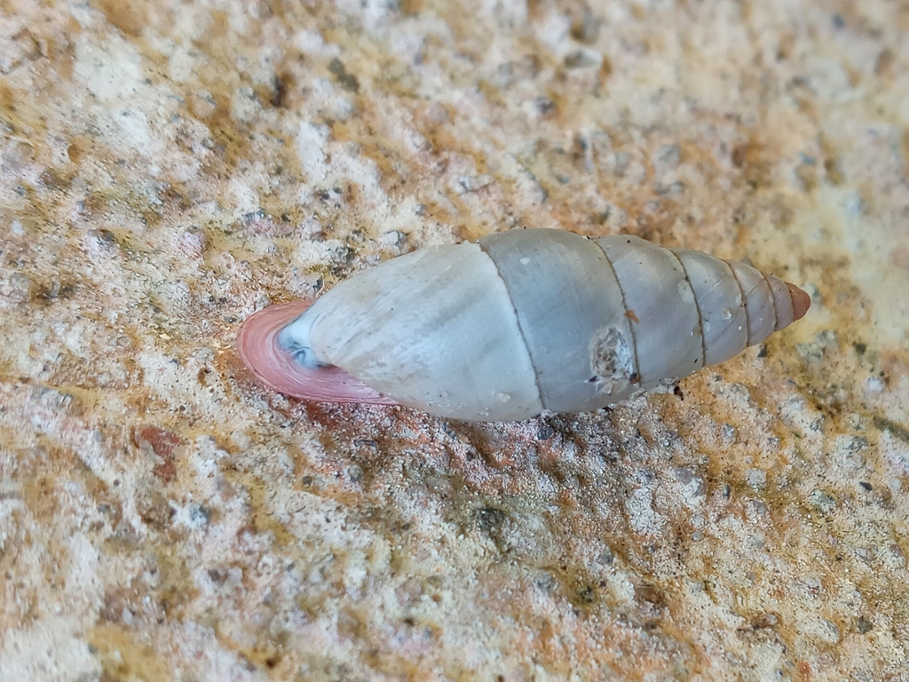 Bahiensis punctatissimus