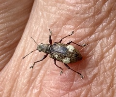 Mimographus