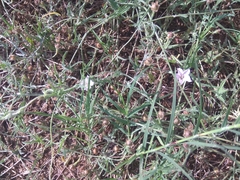 Convolvulus equitans equitans