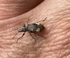 Mimographus