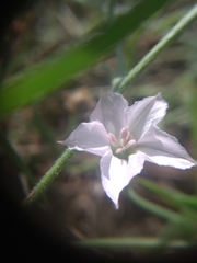 Convolvulus equitans equitans