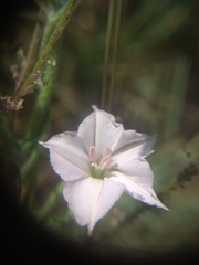 Convolvulus equitans equitans