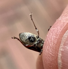 Mimographus