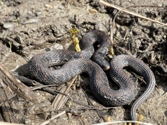 Clonophis kirtlandii
