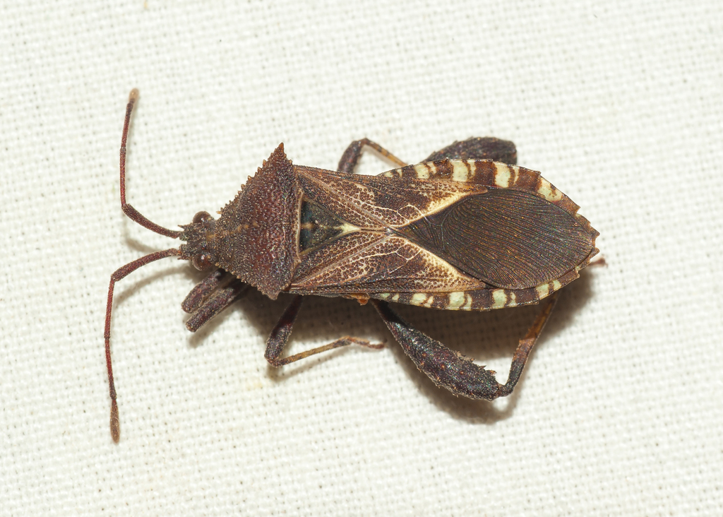 Acanthocerus lobatus