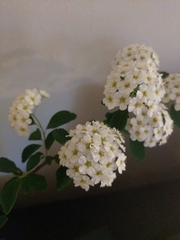 Spiraea cantoniensis