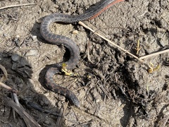 Clonophis kirtlandii