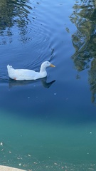 Anas platyrhynchos domesticus