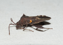 Acanthocerus