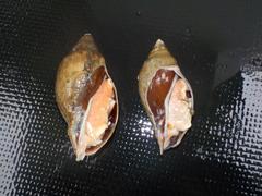 Arctomelon stearnsii