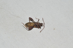 Acanthocerus