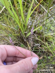 Polygala appendiculata