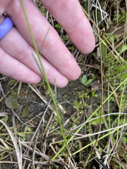 Polygala appendiculata