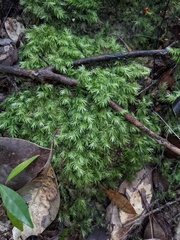 Leucobryum javense