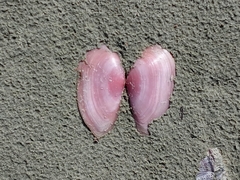 Psammotella cruenta