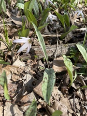 Erythronium albidum