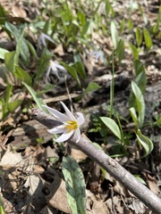Erythronium albidum