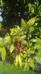 Alectryon excelsus excelsus