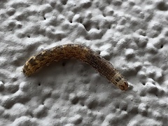 Noctuinae